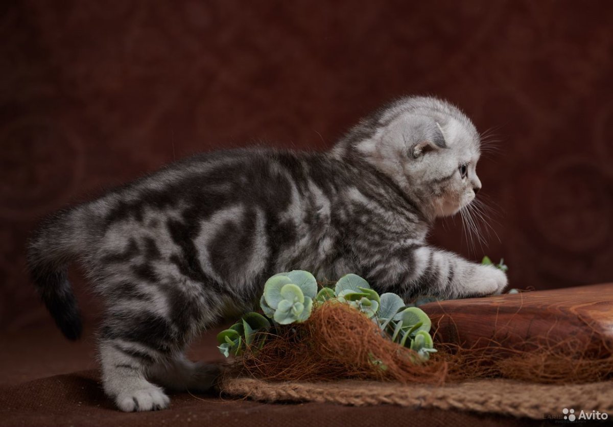 Бенгальский кот Грация