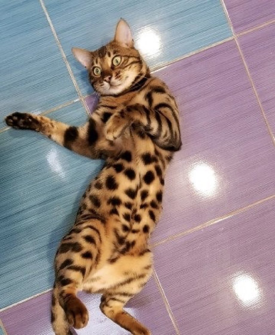 Бенгальская вислоухая кошка