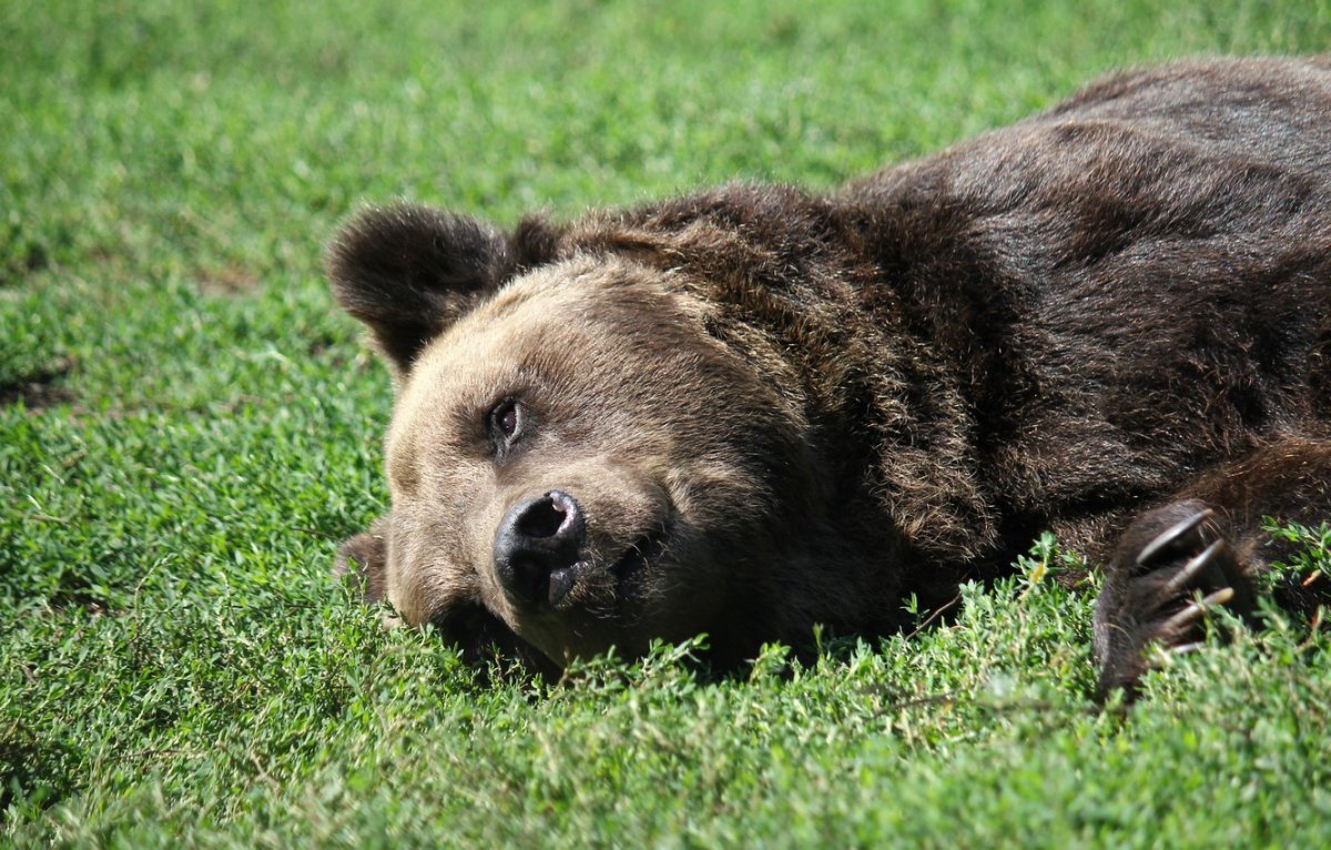 Хищные звери Медвежьи
