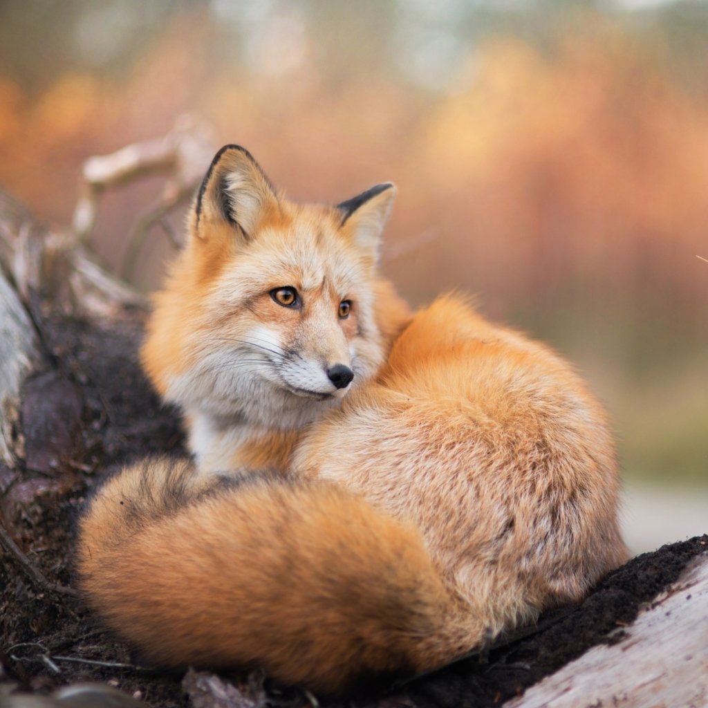 Милые красивые лисички