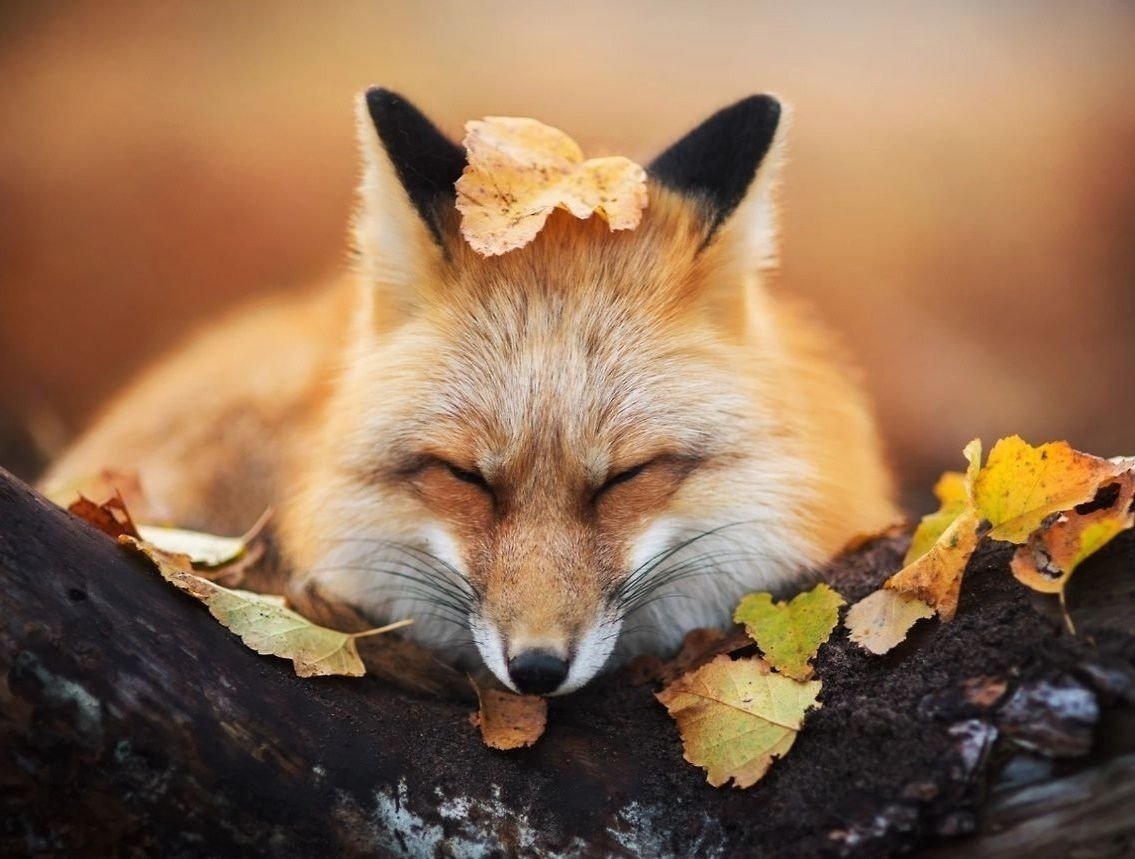 Осень лиса улыбка