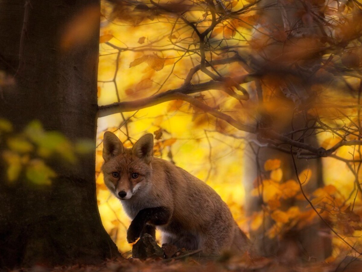 Осень лес лиса