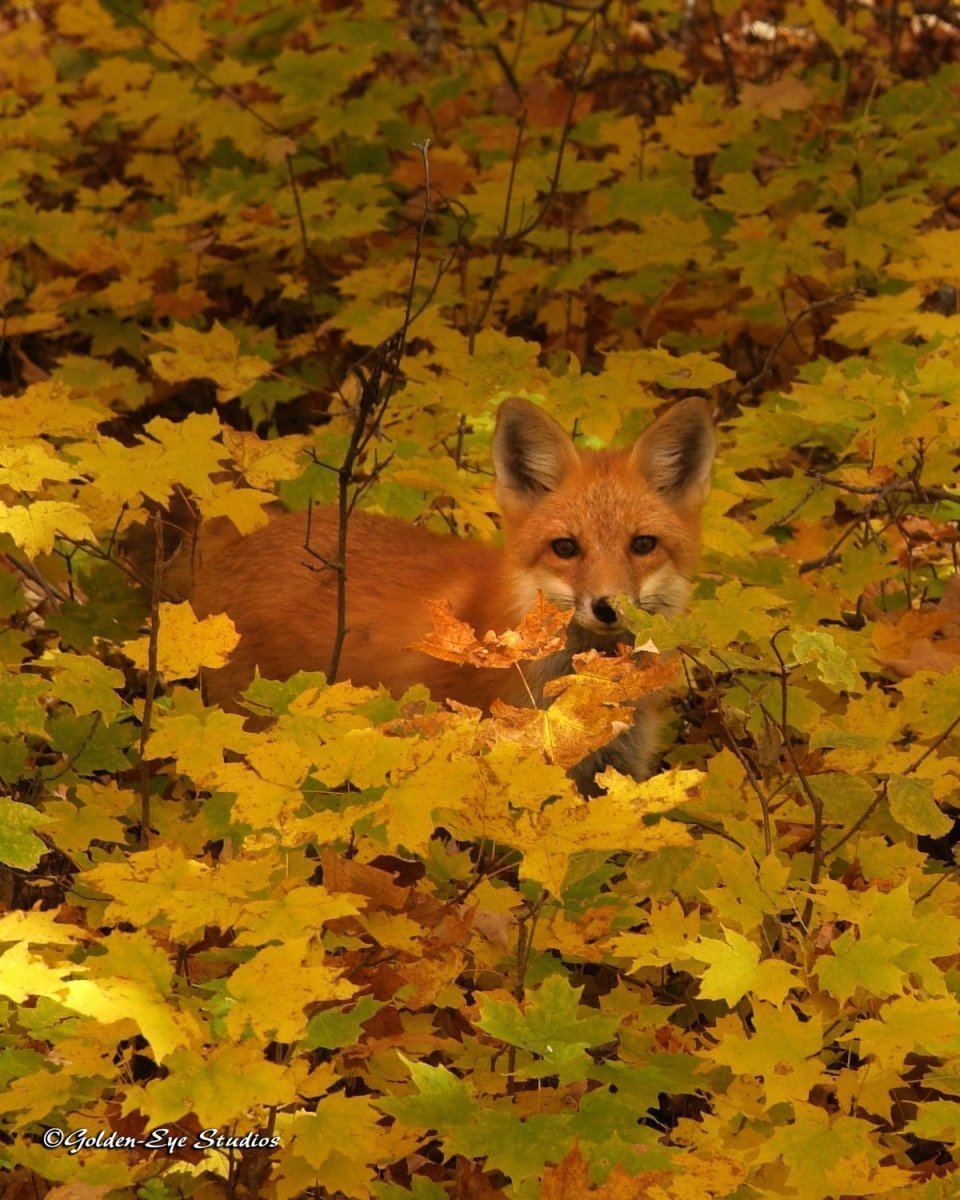 Животные осенью в лесу