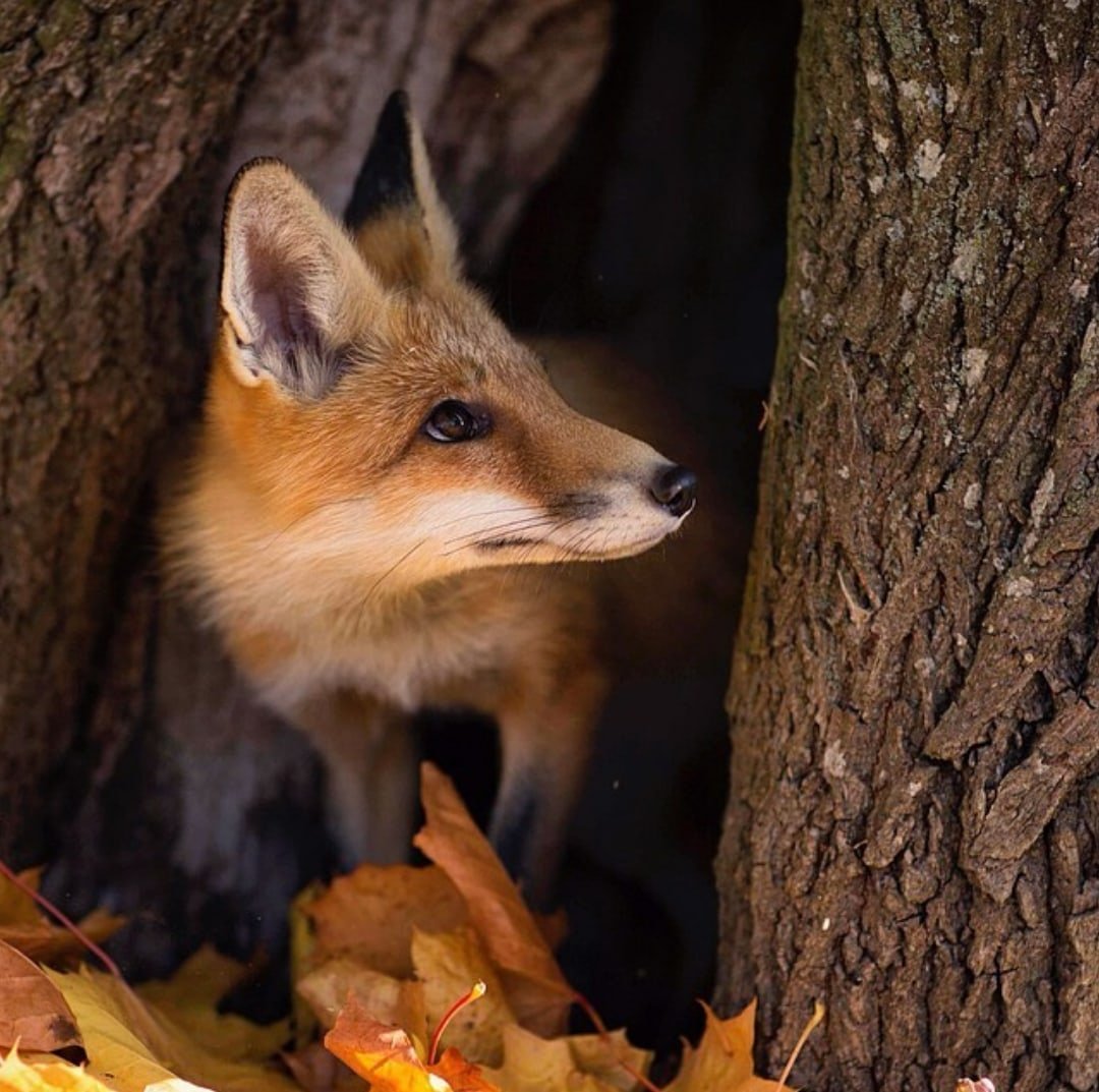 Лисенок осенью
