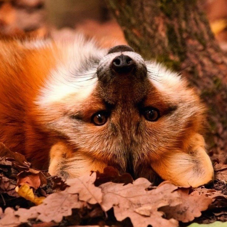 Лисица Эстетика