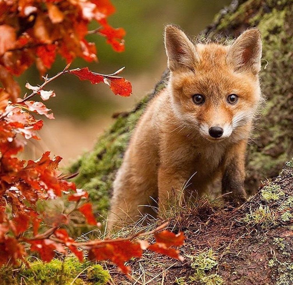 Цвет лисы осенью