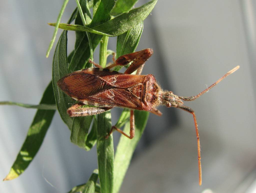 Клоп антокорис