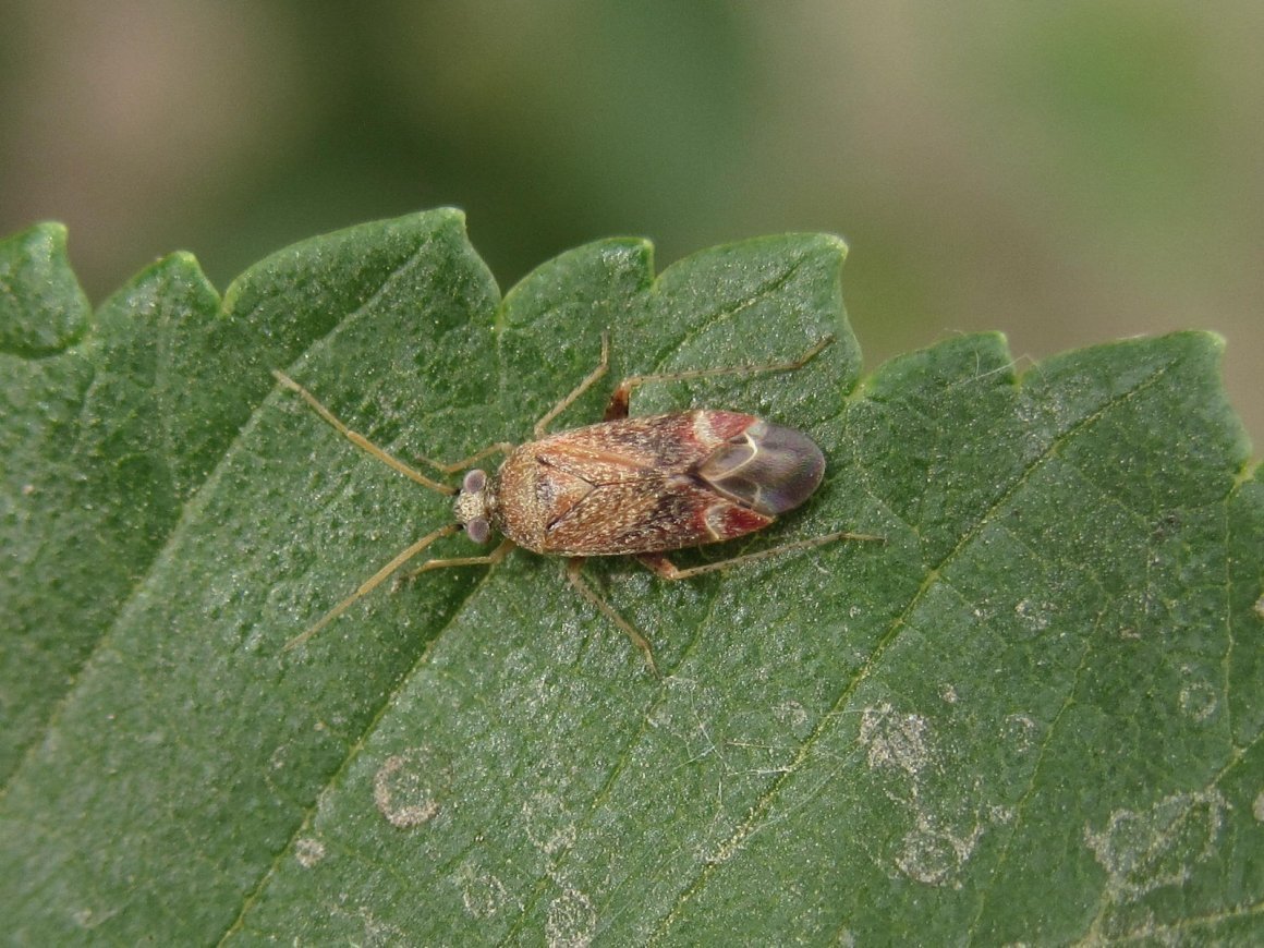 Aradus cinnamomeus