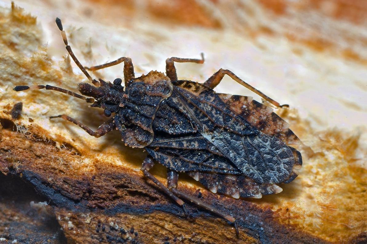 Сосновый подкорный клоп личинка