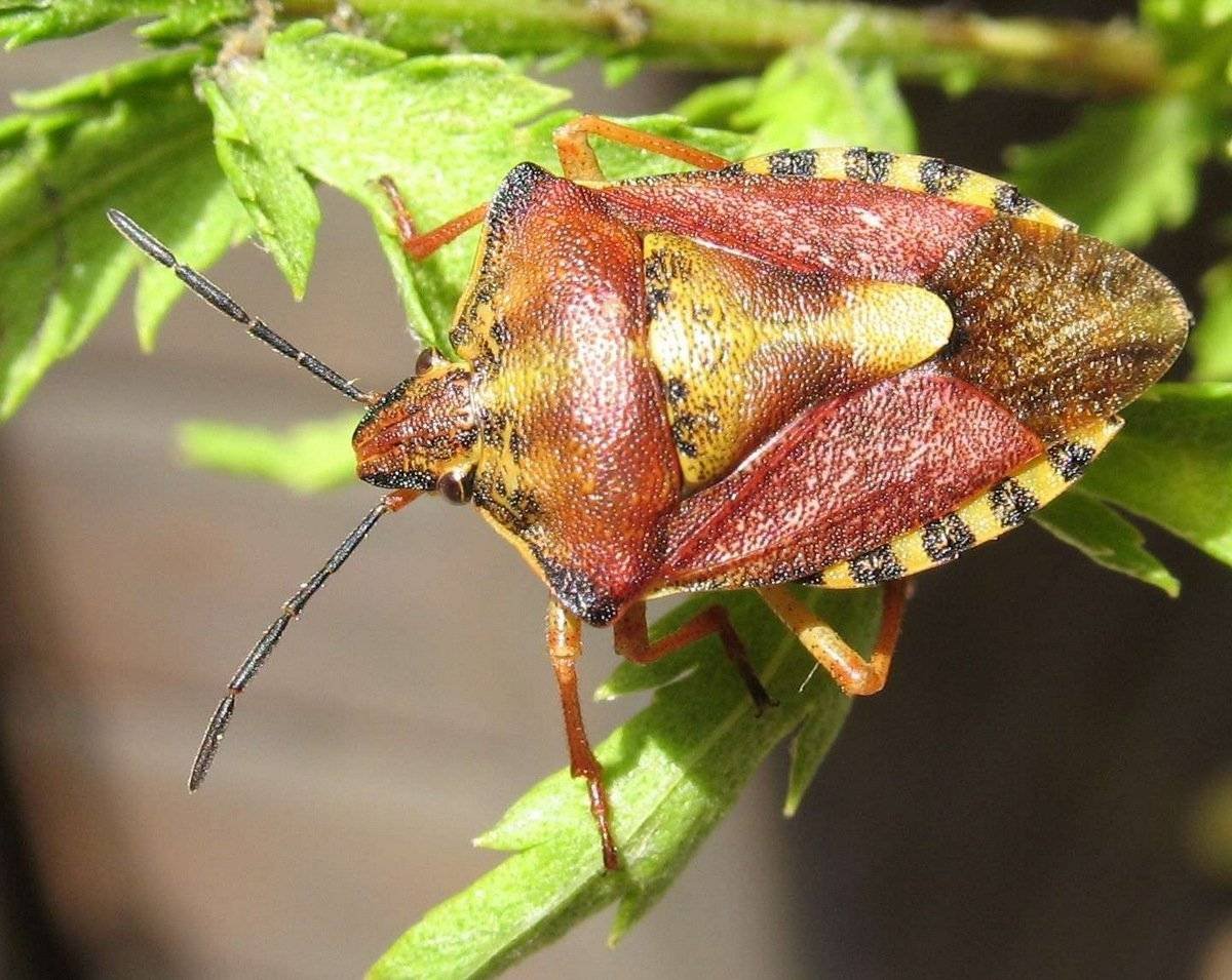 Щитник двузубчатый