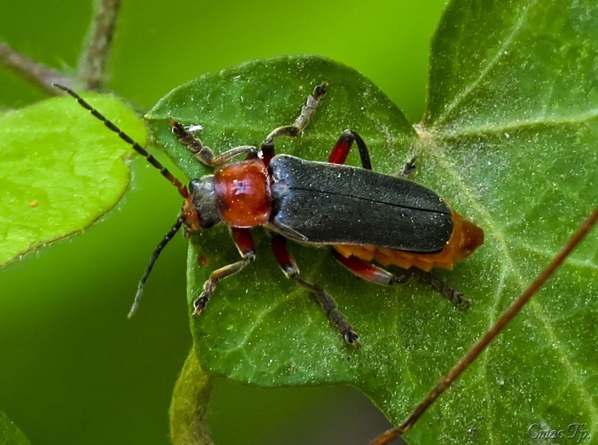 Щитник черноусый / Carpocoris purpureipennis