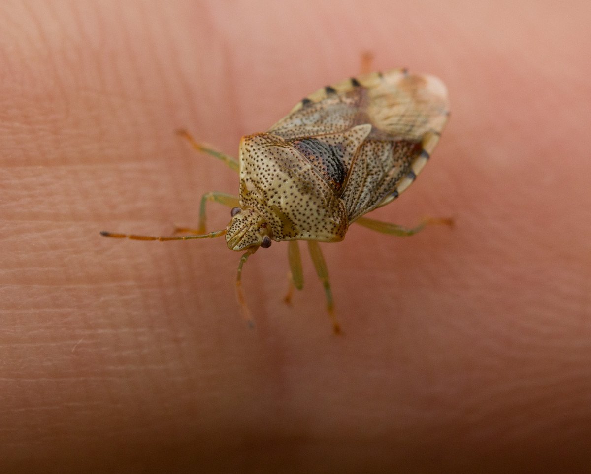 Отряд полужесткокрылые Крылья