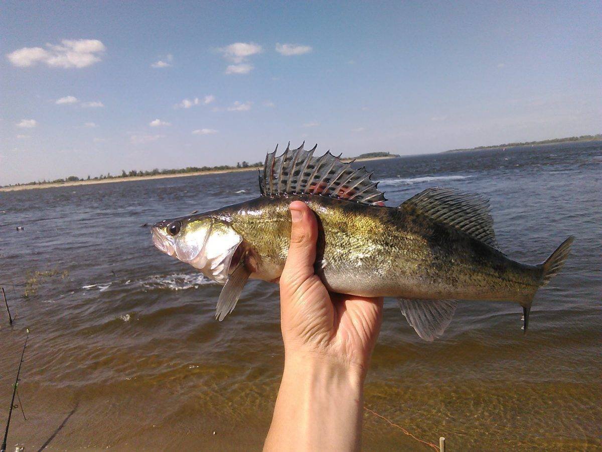 Мальки стерляди