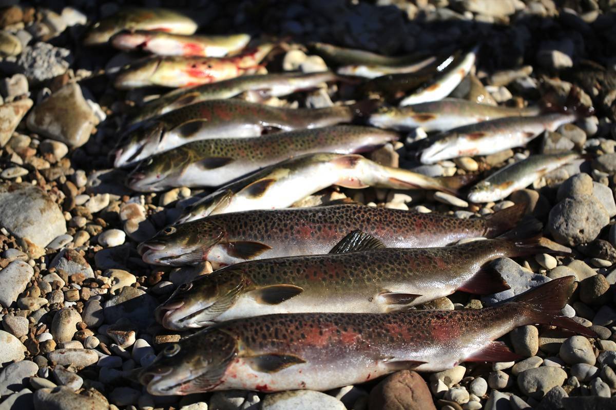 Астрахань Волга река рыбалка