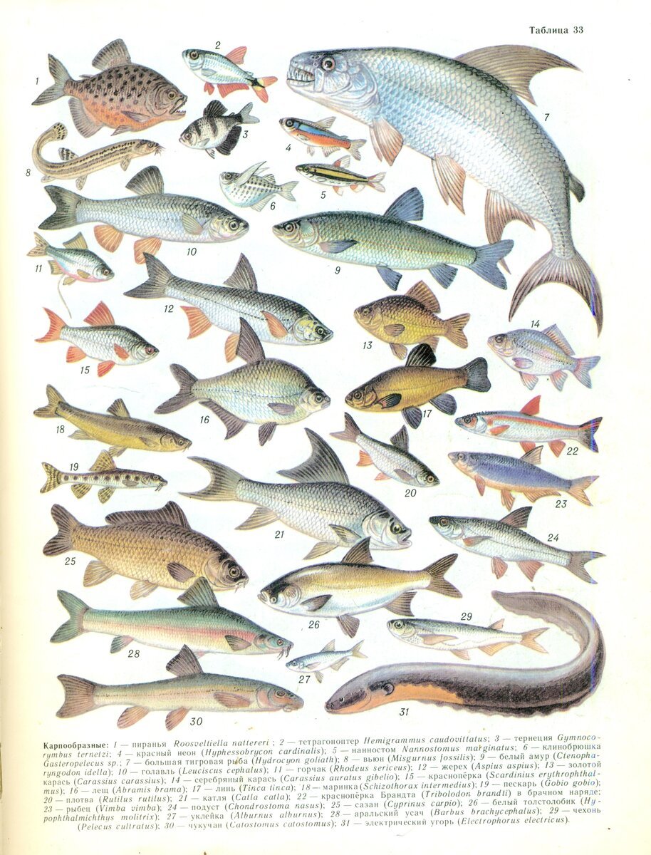 Нерестовые пруды