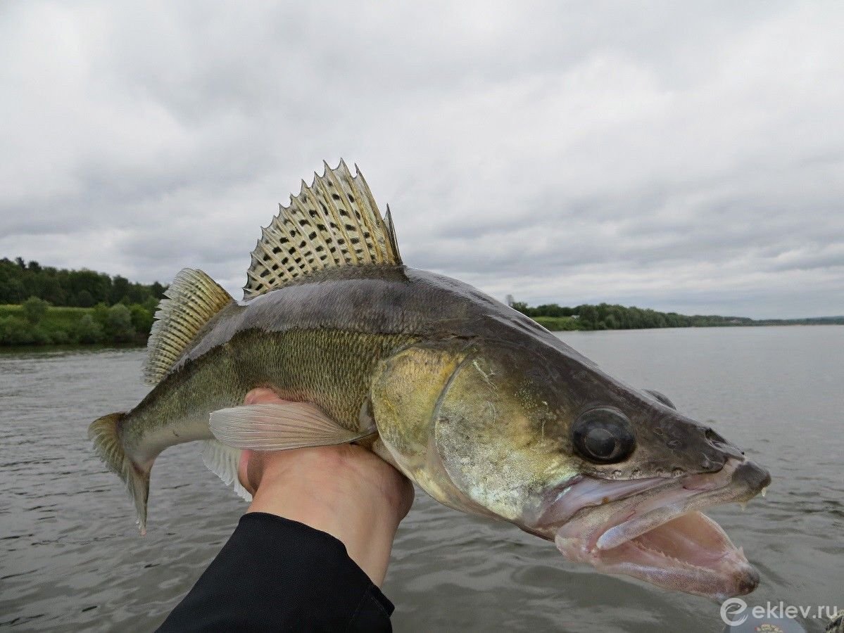 Хариус Енисейский