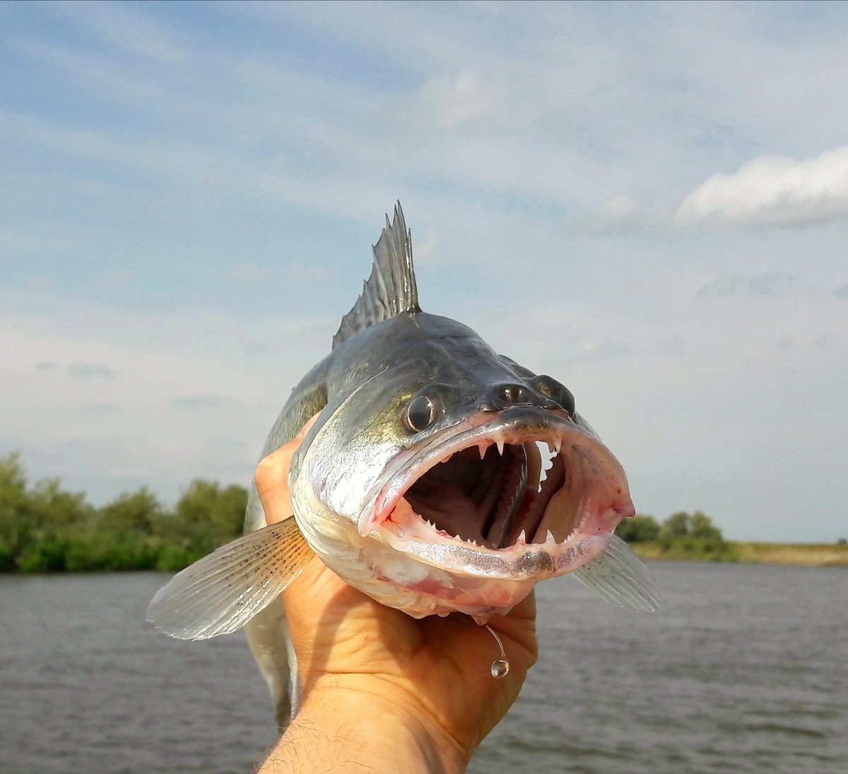 Какие рыбы река волга. Скумбриевидный гидролик (Payara). Рыба в реке Волга. Рыбы которые обитают в Волге. Хищные рыбы Волги.