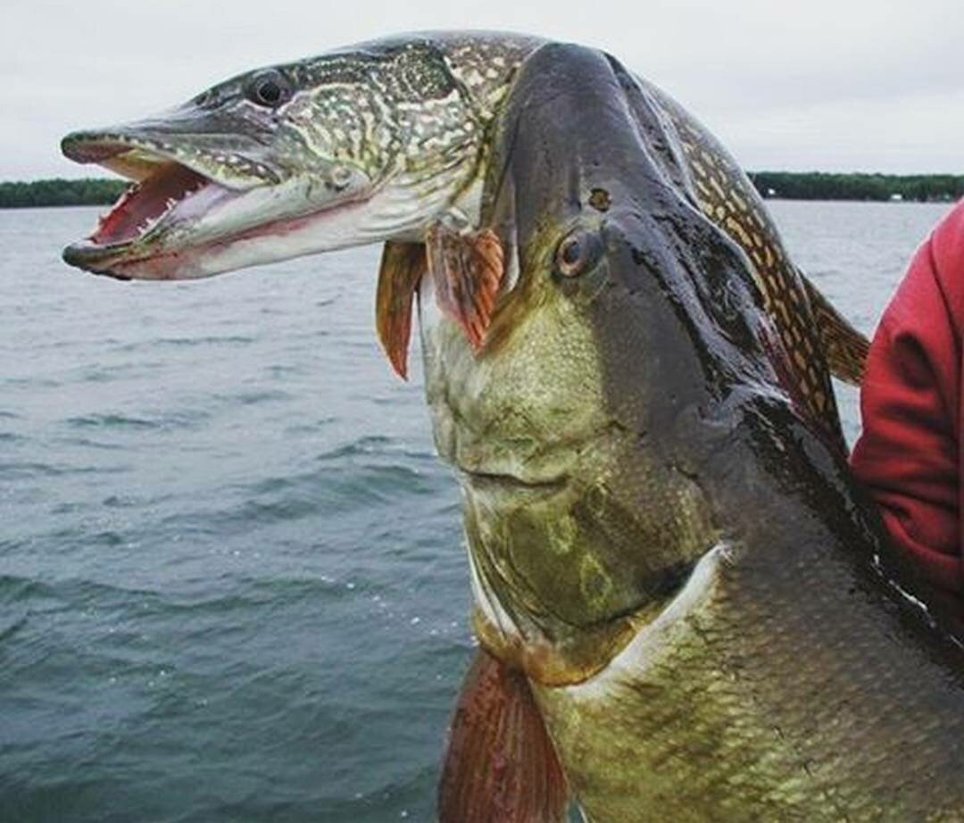 Карпообразные рыбы представители