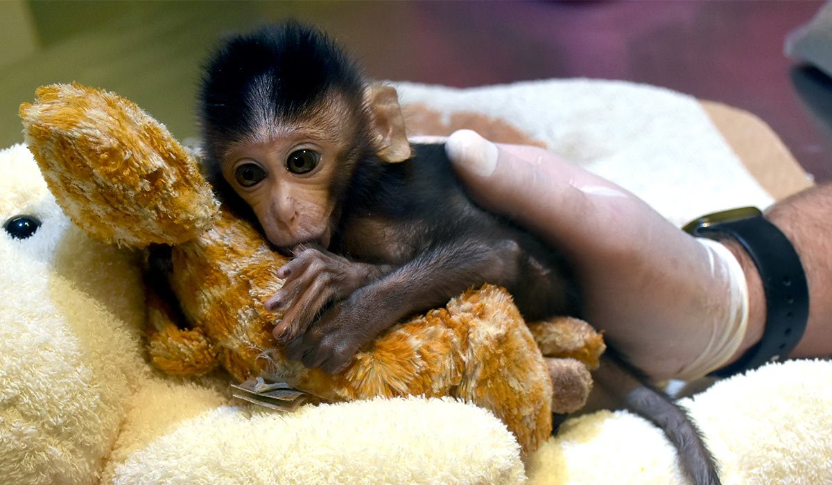 Маленькая домашняя обезьянка