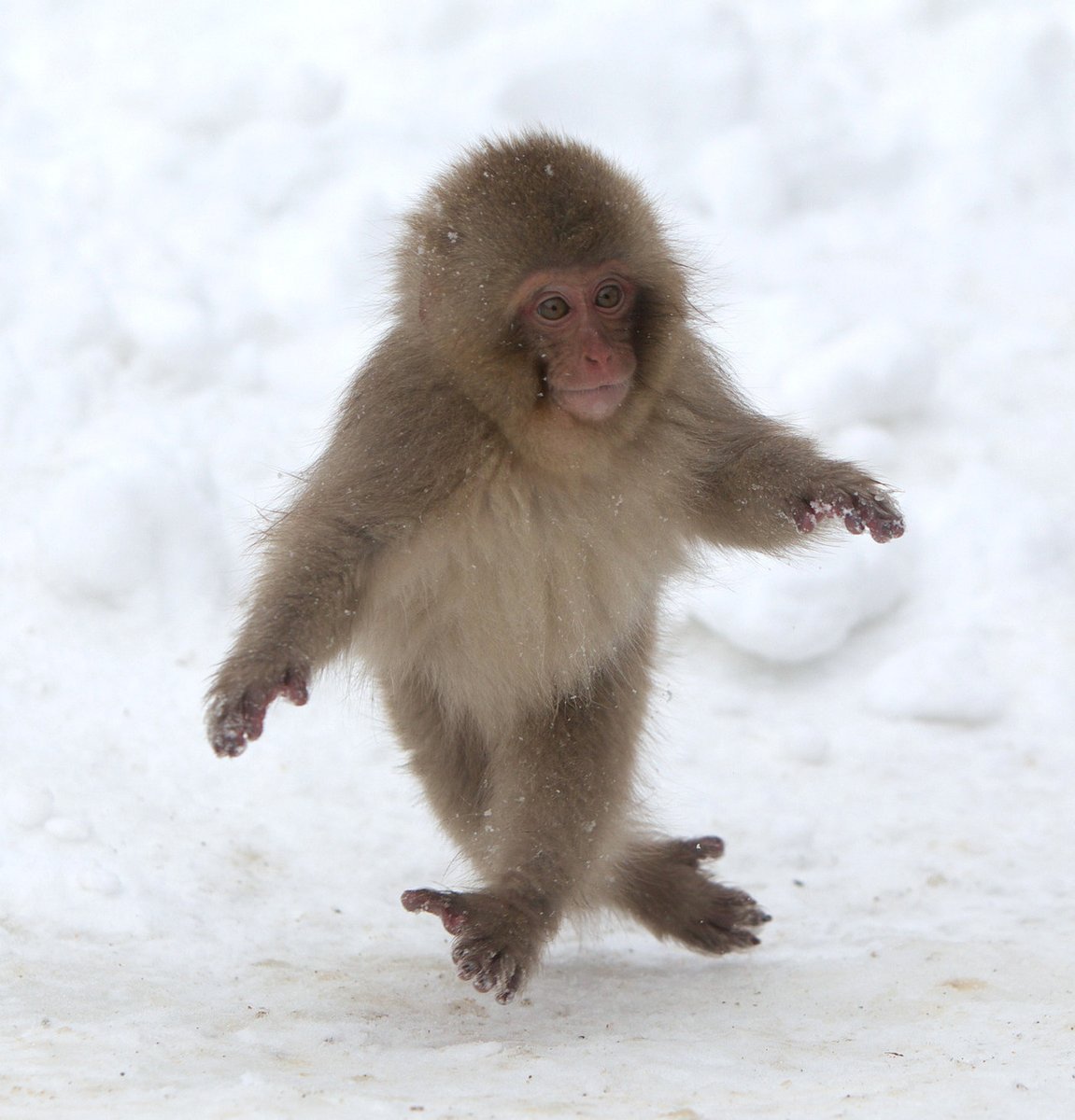 Обезьяна в одеяле