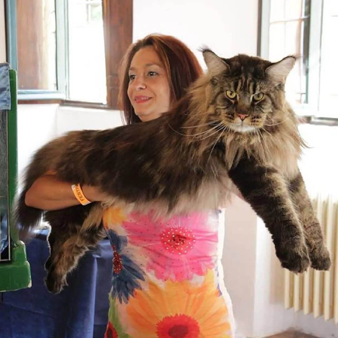 Саванна и Мейн кун