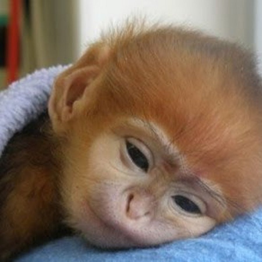 Обезьяна лежит