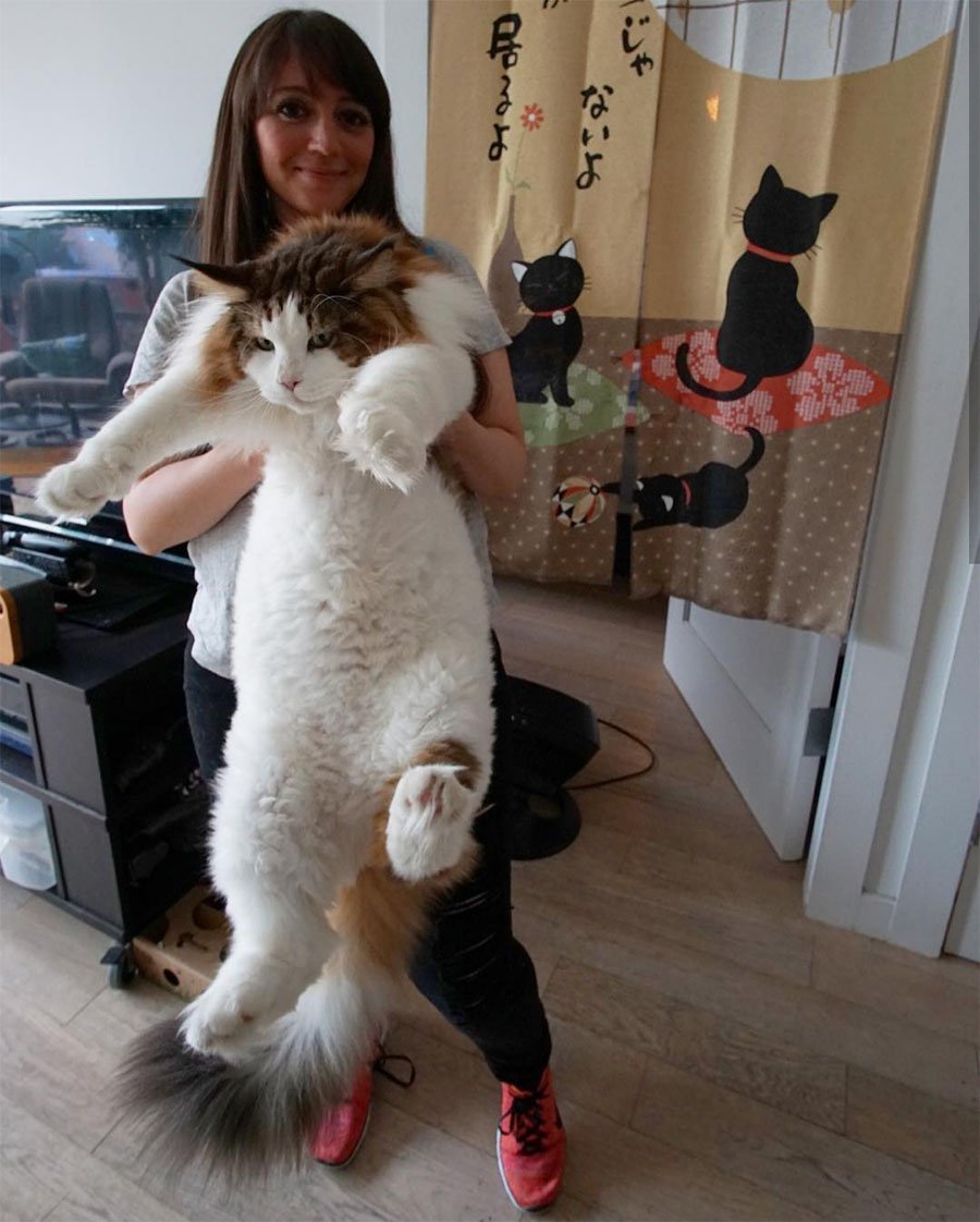 Мэйн кун самый большой кот Нью Йорка Самсон