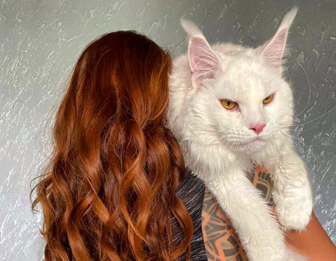 Кот кефир Мейн кун