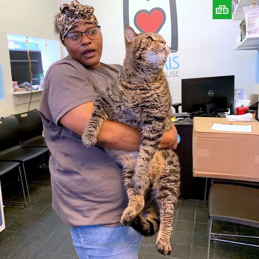 Самый большой домашний кот в мире