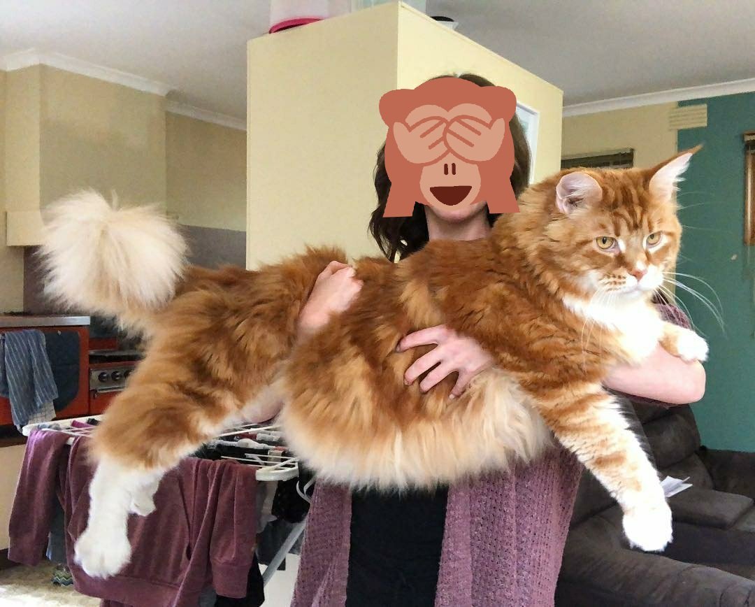 Большой кот Мейн кун