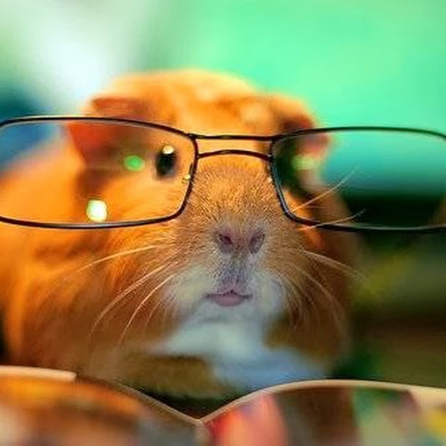 Хомяк в интернете