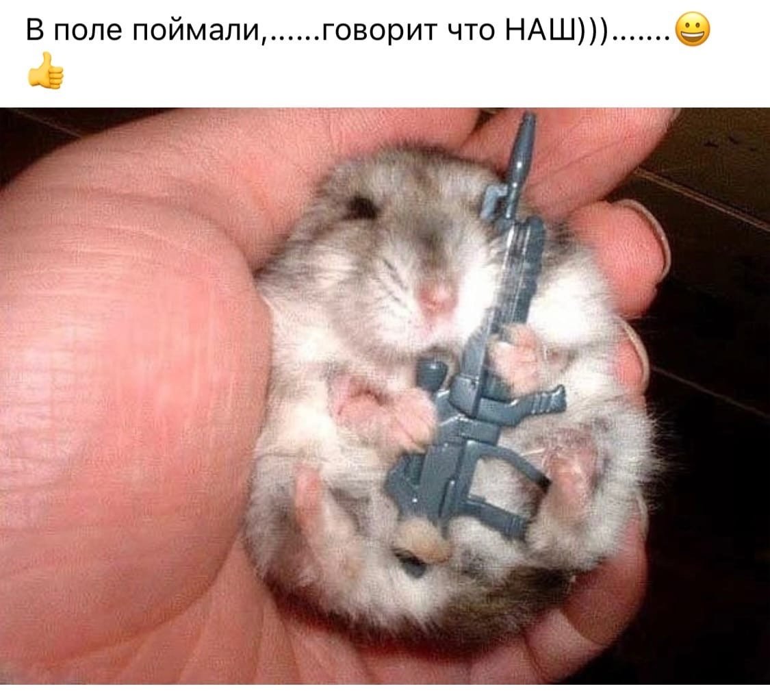 Хомяк террорист