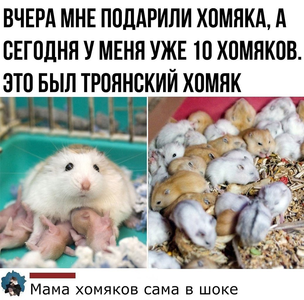 Хомяк в шоке