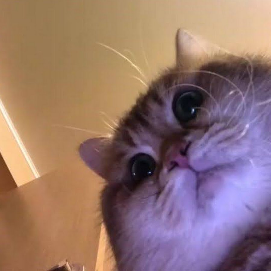 Хомяк ржака