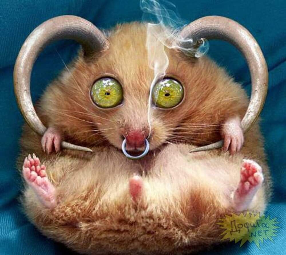 Пикчи с хомяками