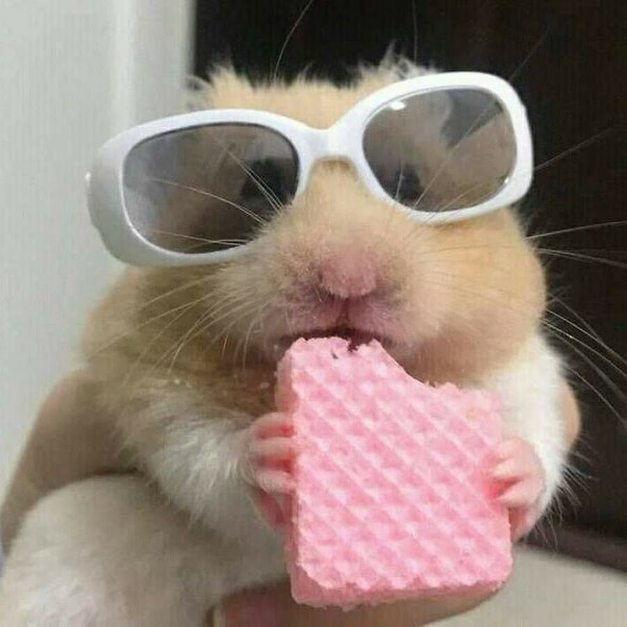 Фон с хомяками