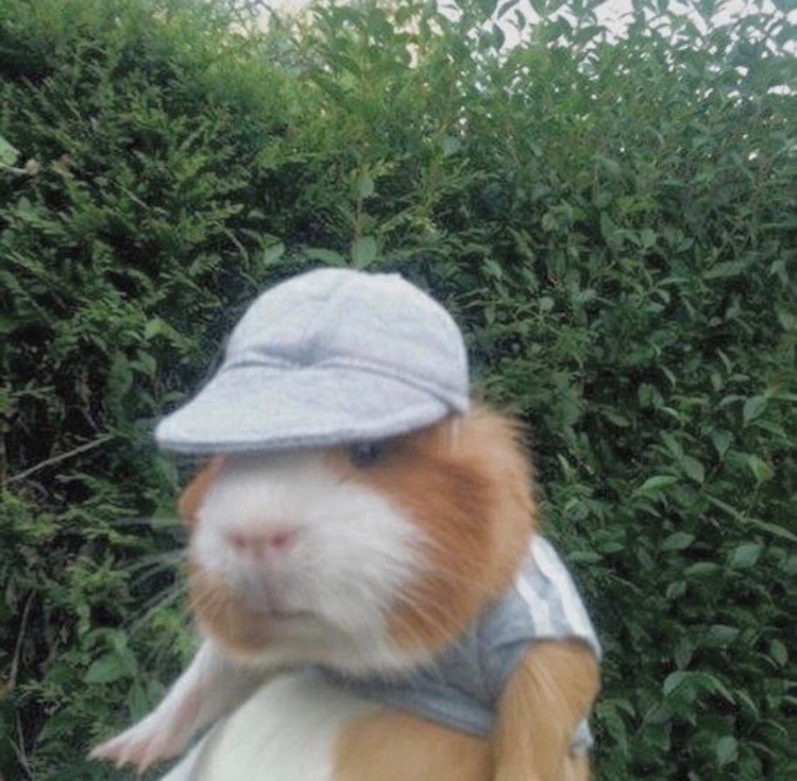 Хомяк с вентилятором