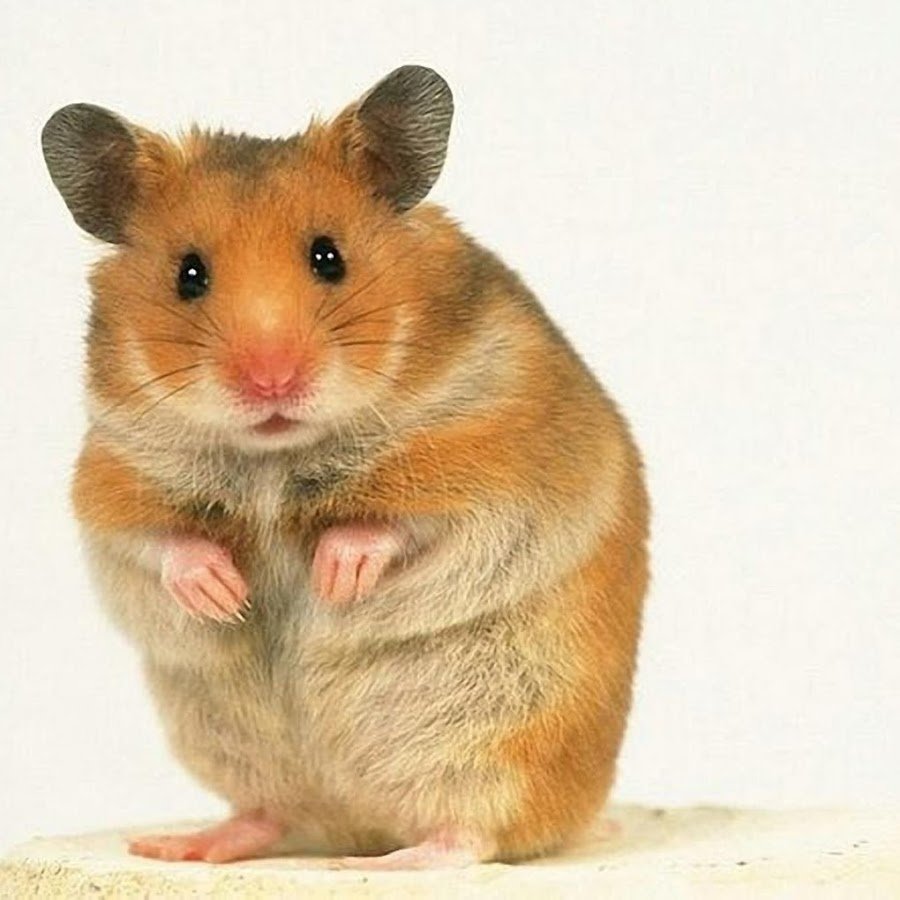 Хомяк крик картина