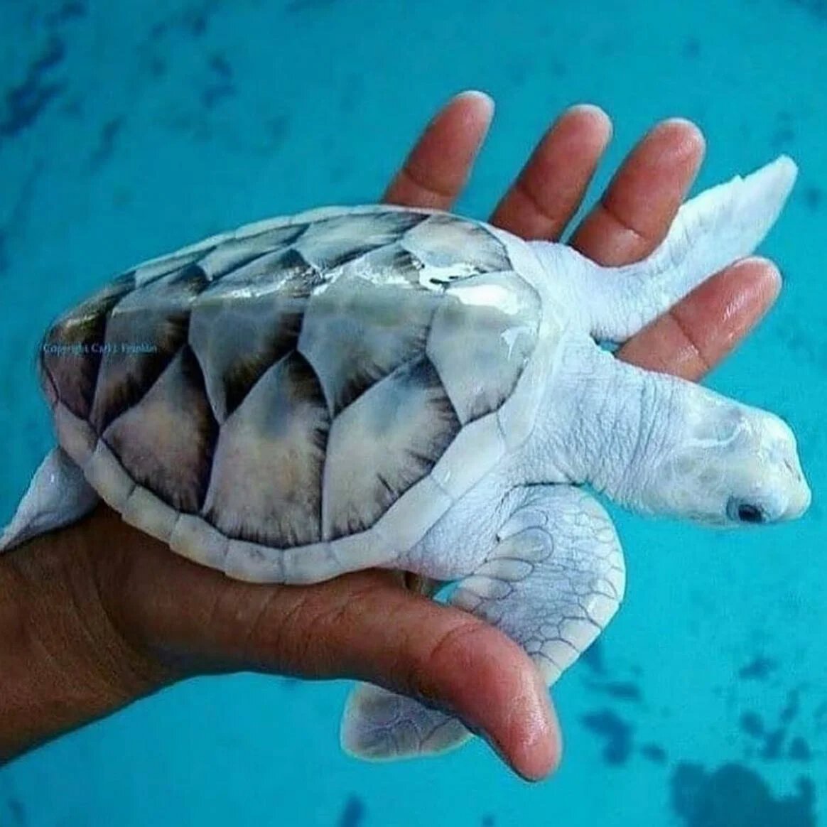 Черепашка альбинос