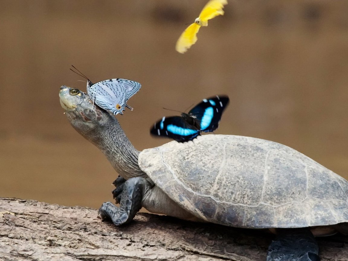 Крылья черепахи