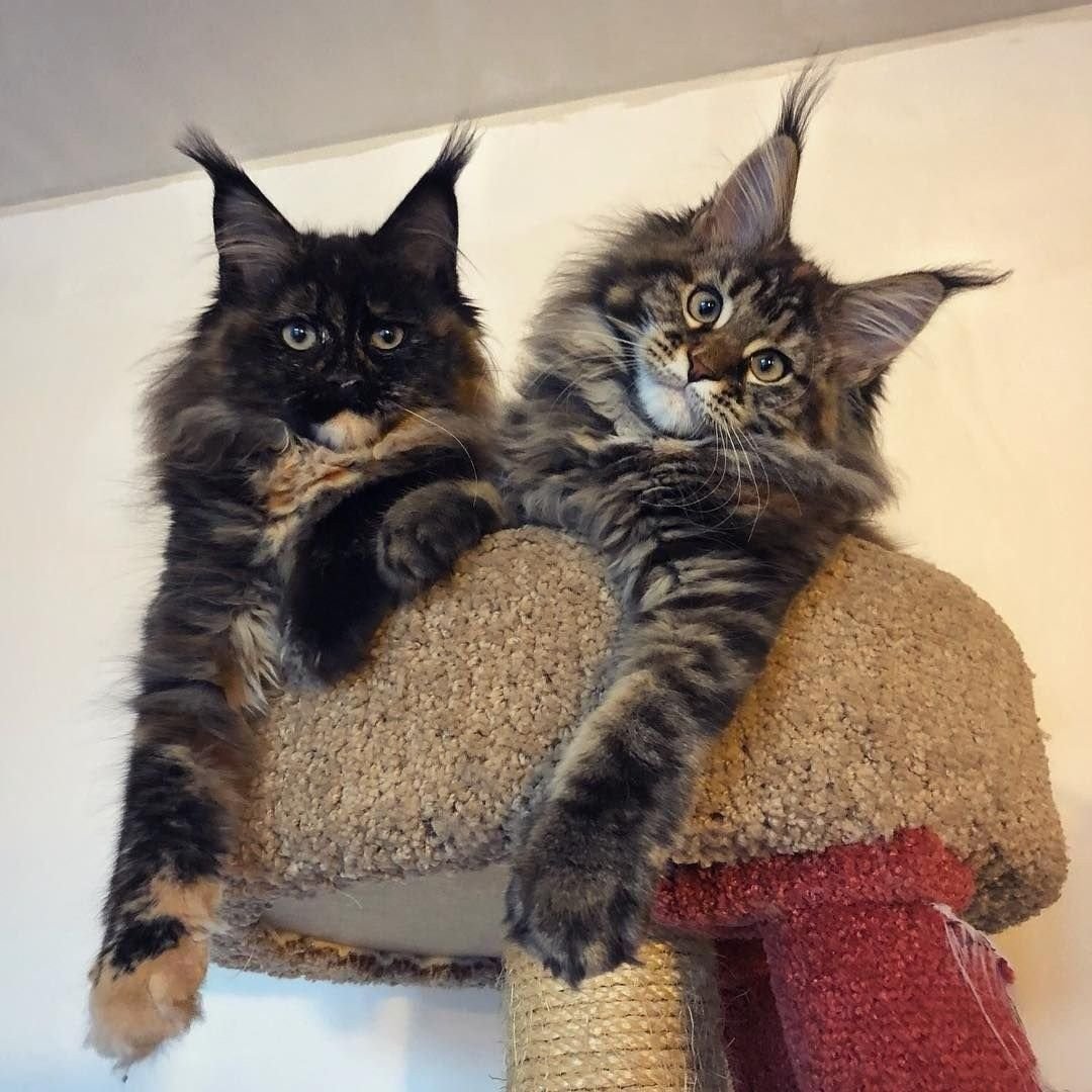 Мейн кун и Ориентал