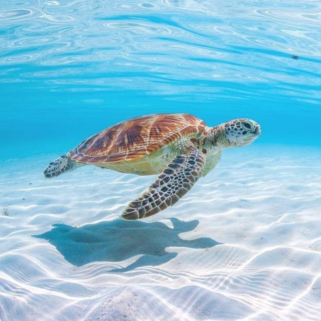 Морской Черепашонок