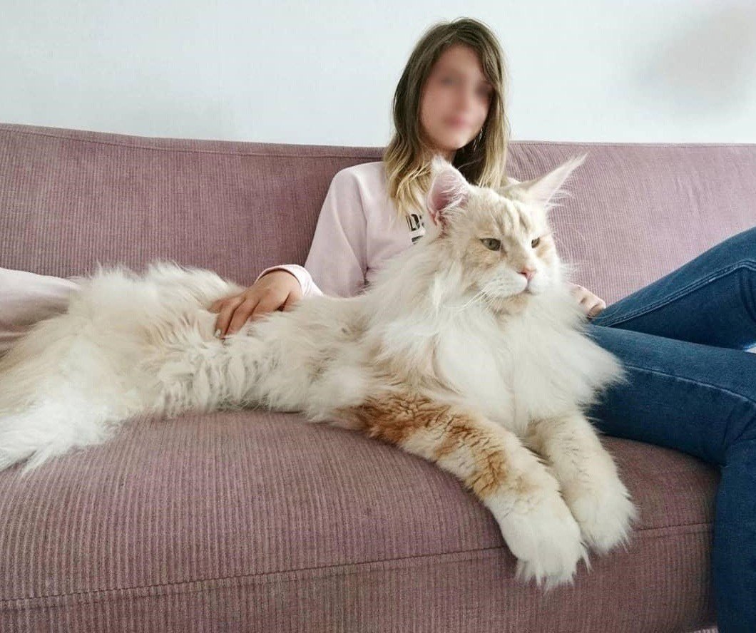 Кот Мейн кун Лотус