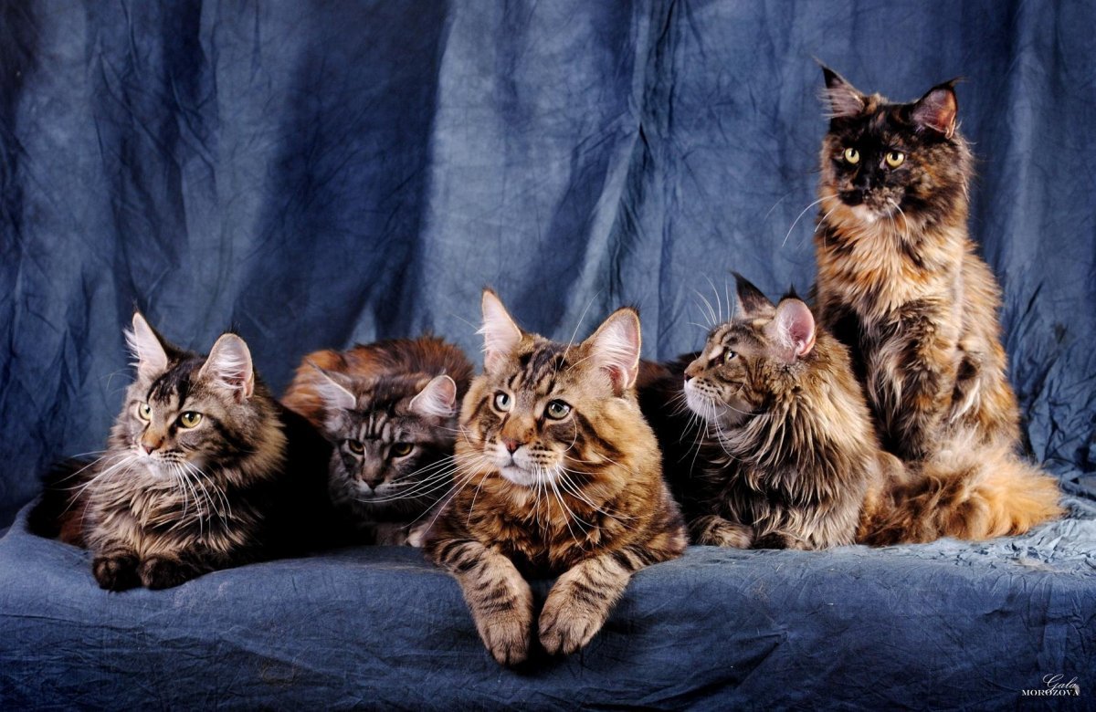 Семейка Мейн кунов