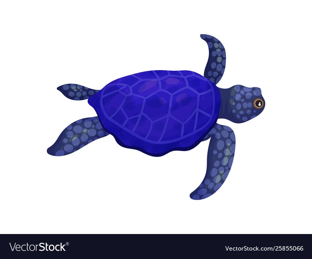 Черепаха Каретта-Каретта