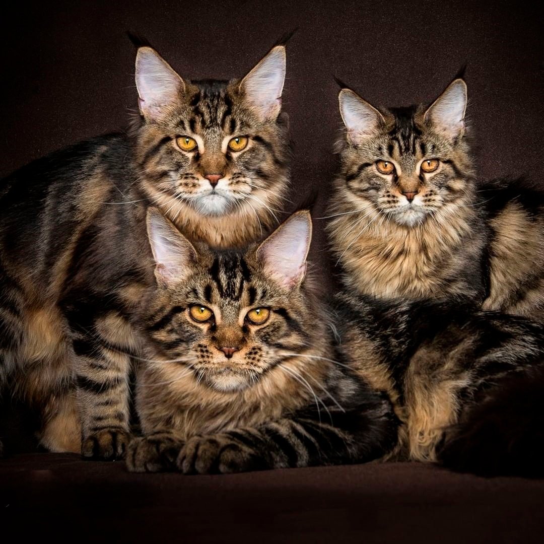 Мейн кун и Ориентал