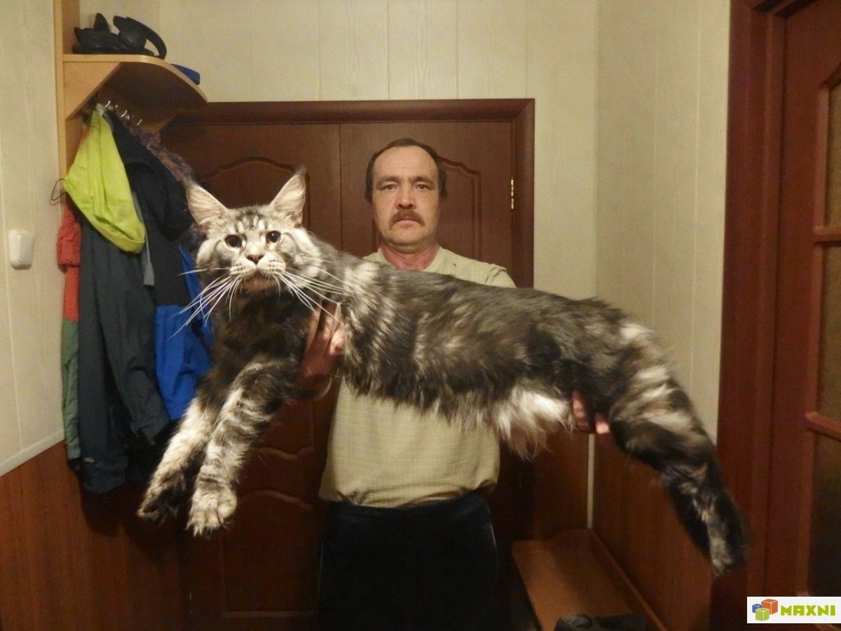 Кот Мейн кун Размеры