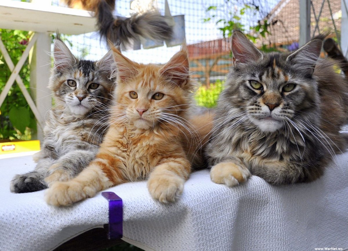 Мейн кун и другие коты