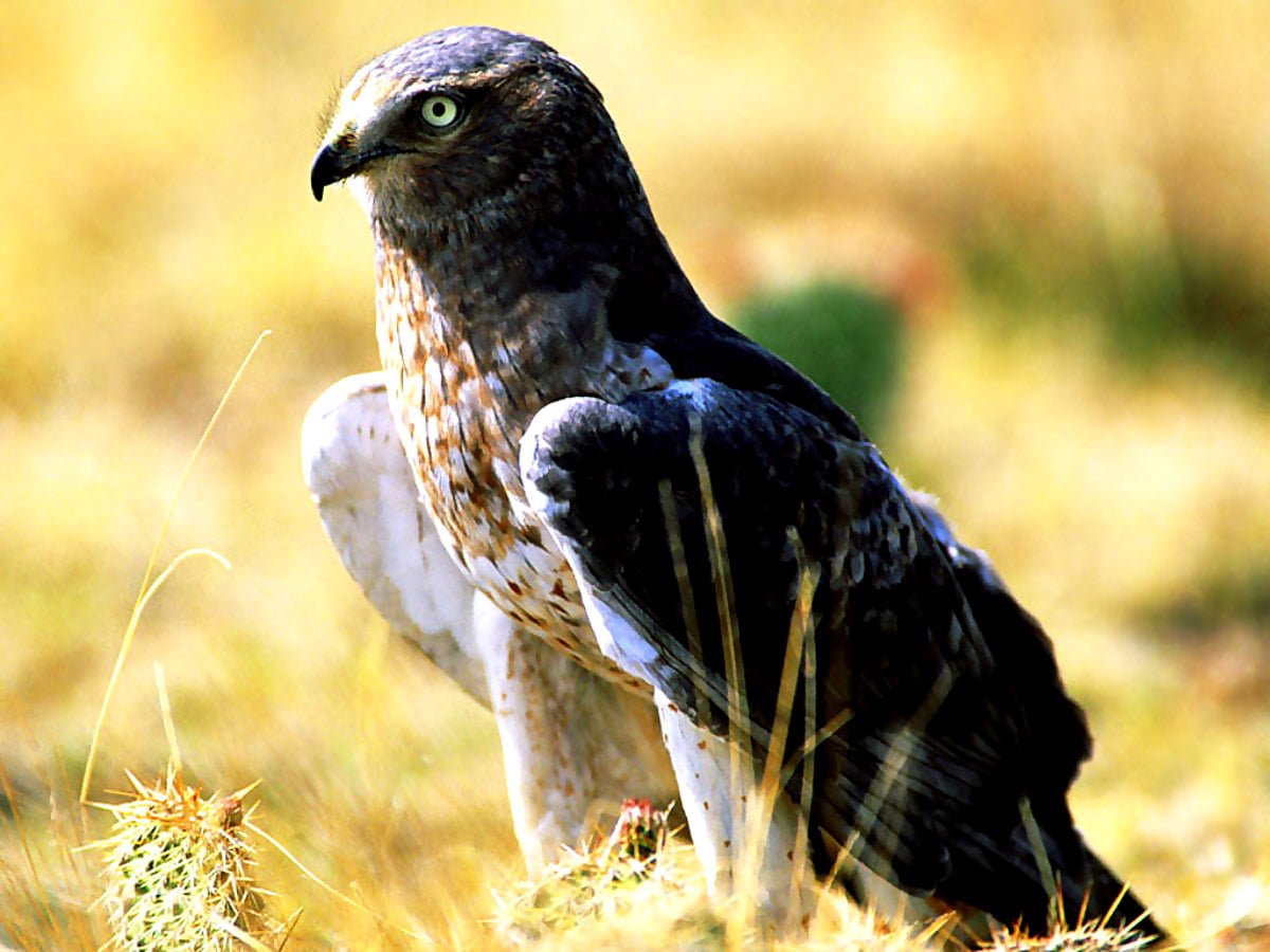 Болотный Лунь