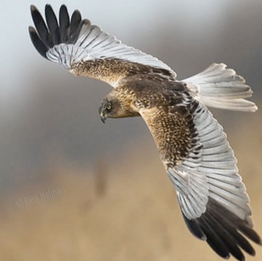 Кобчик пустельга